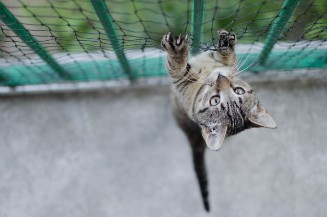 Filet de sécurité et de protection pour chat